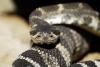 Rattler, photos by Abe