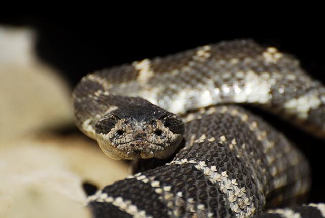 Rattler in TRR class with Naches Rescue, Tieton river