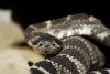 Rattler in TRR class with Naches Rescue, Tieton river