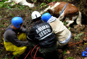 technical animal rescue courses in washington and the northwest animal rescue 300x204